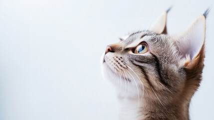 A charming portrait of a young gray cat with a sleek coat and a calm demeanor, isolated on a white background. Great for use in veterinary promotions, pet accessories marketing, or