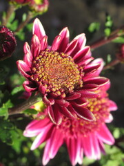 Zbliżenie na różowe kwiaty chryzantemy © Kumulugma