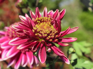 Zbliżenie na różowe kwiaty chryzantemy © Kumulugma