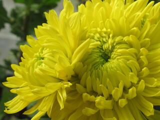 Zbliżenie na kwiat żółtej chryzantemy © Kumulugma