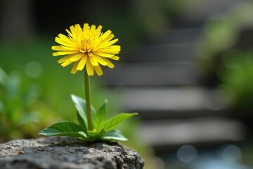 False dandelion flower with yellow petals and green stem on a rock, hypochaeris radicata, flowers, yellow