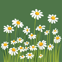 Daisies with yellow centers against a green background.