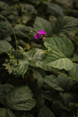 butterfly on flower