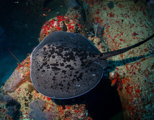 Coal wreck dive site