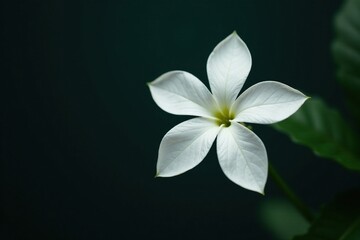 Obraz premium Delicate white star leaf flower on a dark background, floral, detail