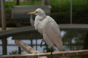Bubulcus ibis, commonly known as the Cattle Egret, is a species of heron that is widely distributed across Africa, Asia, Europe, and the Americas. 