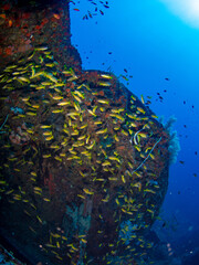 Coal wreck dive site