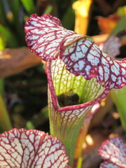 Zbliżenie na kaptur rośliny z gatunku sarracenia leucophylla