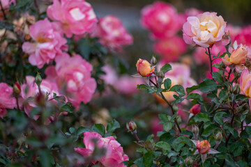Fototapeta premium Rose flowers. Marbled Scented Rose