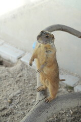 Cynomys mexicanus, commonly known as the Mexican Prairie Dog, is a species of ground squirrel that is native to parts of Mexico and the southwestern United States. 