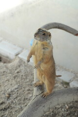 Cynomys mexicanus, commonly known as the Mexican Prairie Dog, is a species of ground squirrel that is native to parts of Mexico and the southwestern United States. 