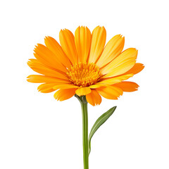Obraz premium Sunflower Beauty: A single, vibrant sunflower in full bloom, showcasing its bright yellow petals and intricate center, symbolizing joy and vitality. 