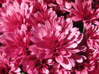 Zbliżenie na różowe kwiaty chryzantemy © Kumulugma