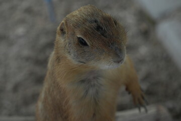Cynomys mexicanus, commonly known as the Mexican Prairie Dog, is a species of ground squirrel that is native to parts of Mexico and the southwestern United States. 