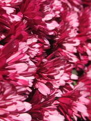 Zbliżenie na różowe kwiaty chryzantemy © Kumulugma