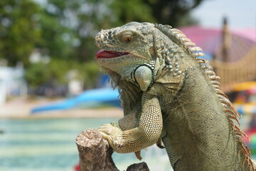 Obraz premium The iguana is a type of large lizard belonging to the family Iguanidae, which is found primarily in the Americas. They are known for their long tails, spiny crests, and robust, muscular bodies. 