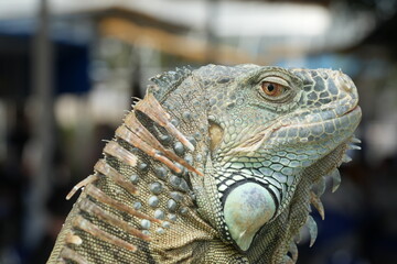 close up of iguana