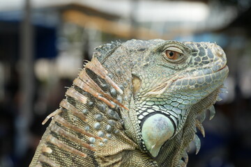 close up of iguana