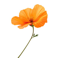 California Poppy's Gentle Embrace: A vibrant California poppy bursts forth in full bloom, its radiant orange petals delicately capturing the essence of spring.