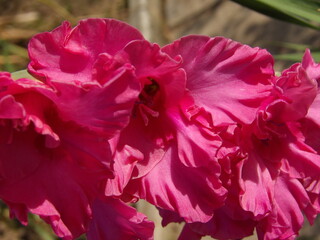 Zbliżenie na kwiat rośliny z gatunku Gladiolus