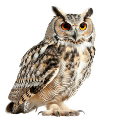 Fototapeta premium eurasian eagle owl close up view isolated on a white background