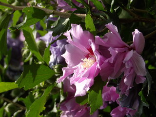 Zbliżenie na kwiaty hibiskusa © Kumulugma