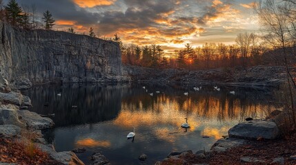 Obraz premium Swans and ducks on a pond in a quarry lit by the low setting sun.