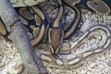 Python regius, commonly known as the ball python or royal python, is a species of non-venomous constrictor snake native to sub-Saharan Africa. It is one of the most popular pet snake species worldwide