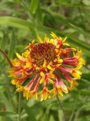 Zbliżenie na kwiat rośliny z gatunku Gaillardia © Kumulugma