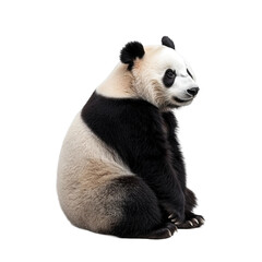 Naklejka premium Panda's Serene Gaze: A captivating portrait of a Giant Panda, with its distinctive black and white fur, is calmly sitting and observing the world around it.