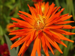 Zbliżenie na kwiat rośliny z gatunku cynia © Kumulugma