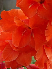 Zbliżenie na kwiat rośliny z gatunku Gladiolus © Kumulugma