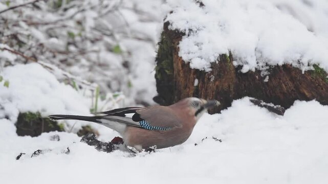 Eichelh&auml;her (Garrulus glandarius)    