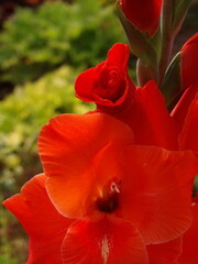 Zbliżenie na kwiat rośliny z gatunku Gladiolus © Kumulugma