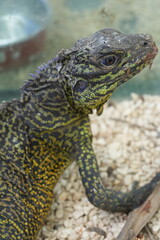 Hydrosaurus amboinensis, commonly known as the Amboina Sailfin Lizard or simply the Sailfin Dragon, is a striking species of large agamid lizard found in Southeast Asia. 