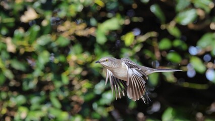 Bird in Flight with Blurred Green Background