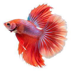 Fototapeta premium Elegant Betta Fish with Striking Red and Orange Hues on transparent background