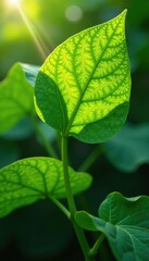 Fototapeta premium Large castor bean leaves on the plant stem with light filtering through, large leaf, filtered light
