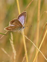 Vertical decentralized closeup on a Common blue butterfly, Polyommatus icarus with open wings in vegetation