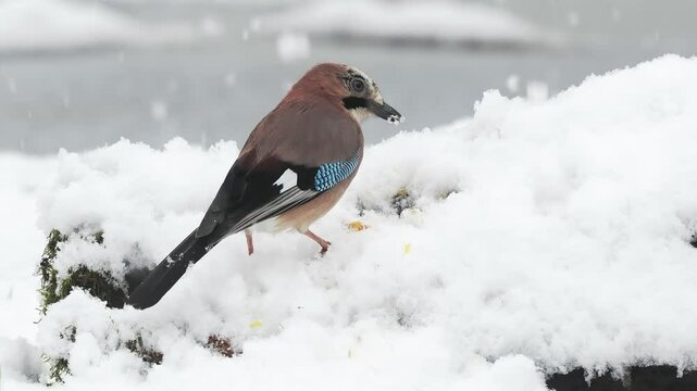Eichelh&auml;her (Garrulus glandarius)    