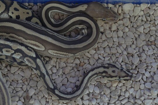 Python regius, commonly known as the ball python or royal python, is a species of non-venomous constrictor snake native to sub-Saharan Africa. It is one of the most popular pet snake species worldwide