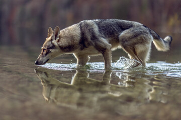 A wolf dog hybrid walking in the water of a lake outdoors © Annabell Gsödl