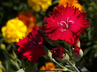 Zbliżenie na kwiat goździka © Kumulugma