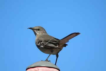 Mockingbird Perched Against Blue Sky