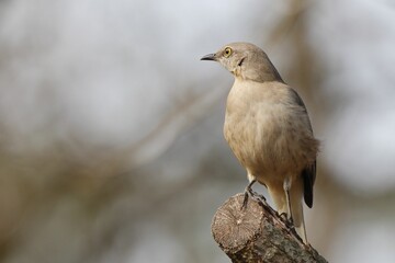 Close-up of a bird on a branch