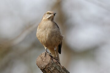 Small bird perched on a branch