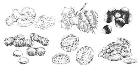 Set of nuts in sketch style. Collection of  hand drawn almond, cashew, hazelnut, peanut, walnut. Black and white engraved illustration