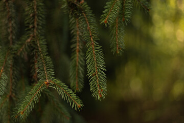 background, branches of a coniferous tree close up © Sabineyro