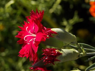 Zbliżenie na kwiat goździka © Kumulugma