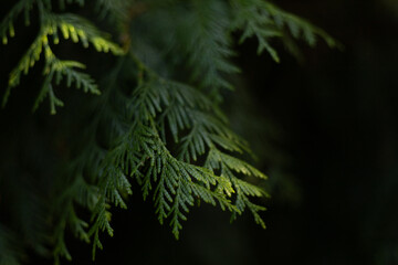 background, branches of a coniferous tree close up